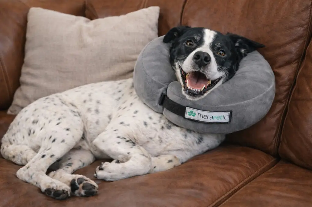 White and black spotted dog lying on a brown leather couch wearing a soft grey foam recovery collar.